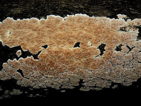 Crosta gialla da deter. - foto 3951(Phlebiopsis ravenelii)